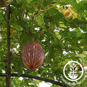 Squash Seeds - Winter - Cushaw Orange