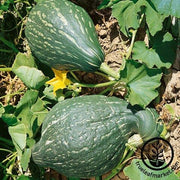 Squash Seeds - Winter - Green Magic F1