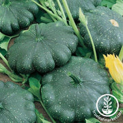 Squash Seeds - Summer - Total Eclipse F1