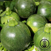 Squash Summer Zucchini Cashflow Hybrid Seed