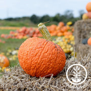 winter hubbard golden squash