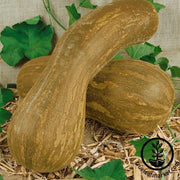 Squash Seeds - Winter - Lungo de Napoli