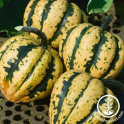 Squash Seeds - Winter - Mardi Gras F1 PMT