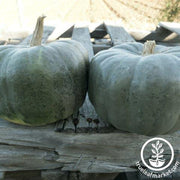 Squash Seeds - Winter - New Zealand Blue