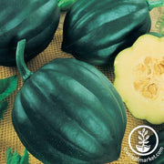 Squash Seeds - Winter - Table Princess F1 PMT