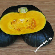 Squash Seeds - Winter - Zeo Feng - Hybrid