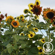 Sunflower Seeds - Indian Blanket