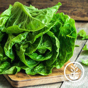 Lettuce Seeds - Romaine / COS - Winter Density