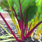 Swiss Chard Seeds - Rainbow Mixture (Organic)