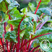 Rhubarb Swiss Chard