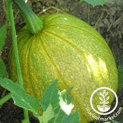 Tatume Squash Seeds