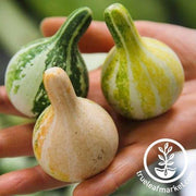 Tennessee Spinning Gourd Seeds