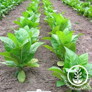 TN 90LC Tobacco Seeds