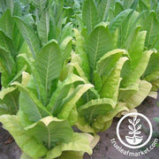 Tobacco blue Star Seeds