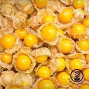 Tomatillo Seeds - Cape Gooseberry - Large Fruit