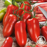 Tomato Seeds - Andiamo F1