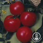 Tomato Arkansas Traveler Seed