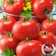 Tomato Seeds Organic Burbank