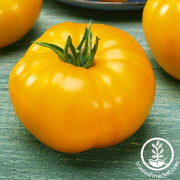 Tomato Seeds - Djena Lee's Golden Girl