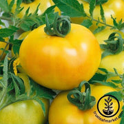 Tomato Seeds - Fried Green Tomato F1