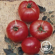 Tomato German Johnson Seed