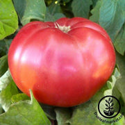 Tomato Seeds - Giant Belgium - Pink