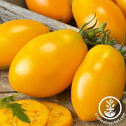 Tomato Seeds - Golden Roma