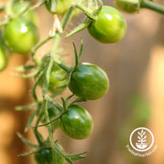 green grape tomato seeds