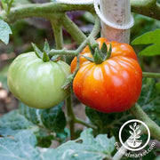 Tomato Seeds - Old German