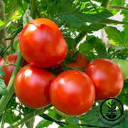 Tomato Oregon Spring Seed