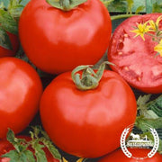 Tomato Seeds - Salad - Rutgers VF (Organic)