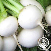 White Egg Turnip Seeds - Non-GMO