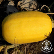 Organic Vegetable Spaghetti Squash Seeds