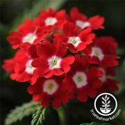 Verbena Quartz XP Series Red with eye Seed