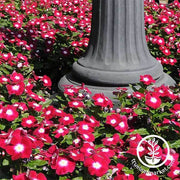 Vinca Pacifica XP Series Burgundy Halo Seed