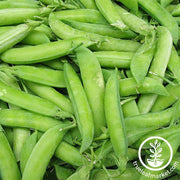 Pea Seeds - Wando Vegetable Gardening