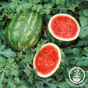 Watermelon Seeds - Grandeur F1