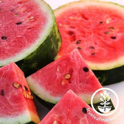 Watermelon Legacy Seeds