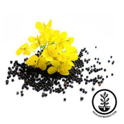 Rapeseed - Canola Seed