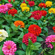 Zinnia Dahlia Flowered Mixture Flower Seeds