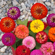 Zinnia Seeds - Lilliput Mixture