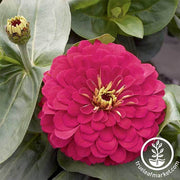 Zinnia Magellan Series Cherry Flower Seeds