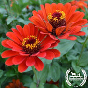 Zinnia Seeds - Red Beauty - Organic