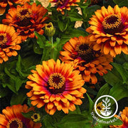 Zinnia Zowie Yellow Flame F1 Flower Seeds