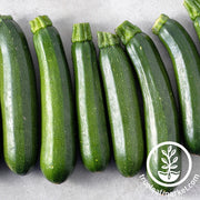 endurance BC F1 zucchini