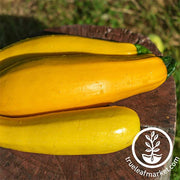 Squash Seeds - Summer - Zucchini Golden