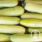 summer trieste white zucchini